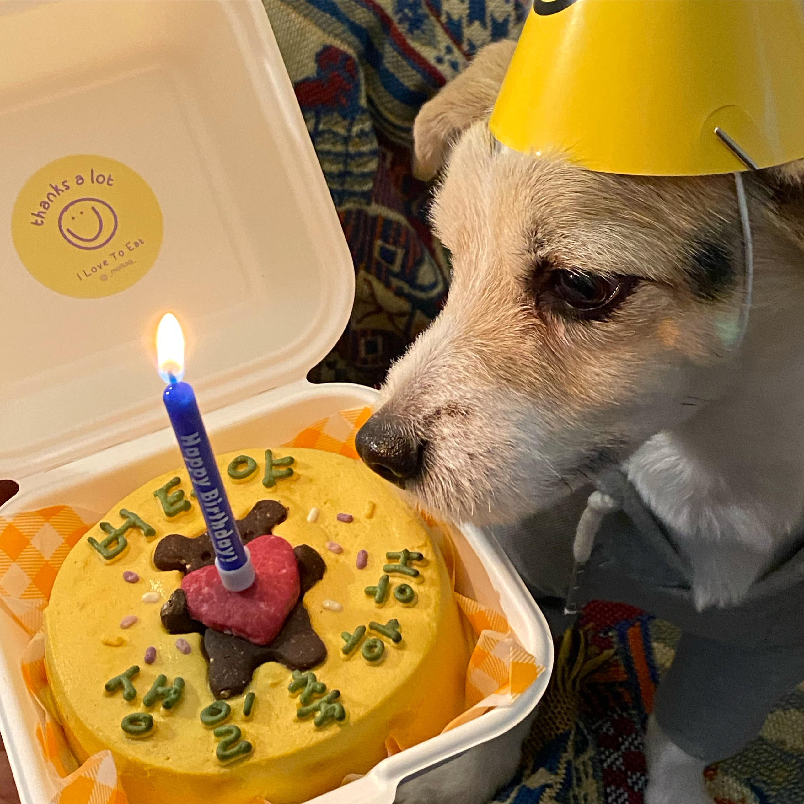 [럽투잇] 귀염뽀짝 강아지 곰돌이 케이크 (쿠키+케이크)